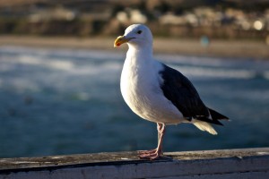 Eine Möwe, aufgenommen auf dem Pier von Pismo Beach